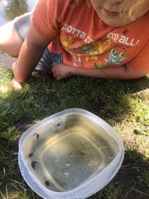 Harvey looking at a tupperware container of pond water and tadpoles
