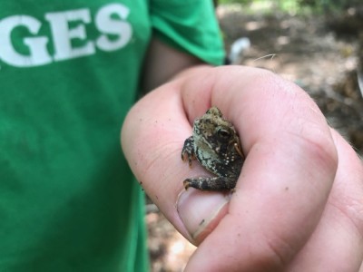 Harvey holding a tiny toad