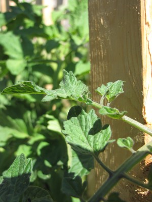 young tomato leaves