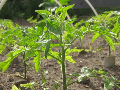 some tomato plants
