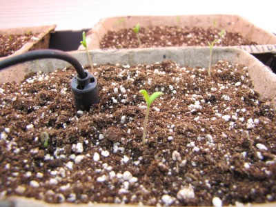 the first tomato seedlings of 2010