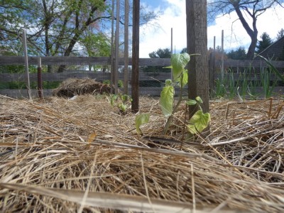 baby tomato plants mulched with marsh hay