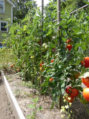a row of tomato plants with lots of ripe tomatoes