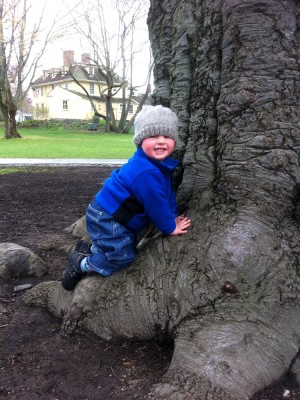 Harvey climbing the base of a tree
