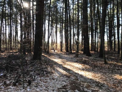 Zion away down the path, morning sun shining between tree trunks