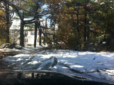a downed tree blocking the road