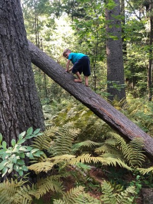 Lijah climbing up a partially fallen tree above ferns