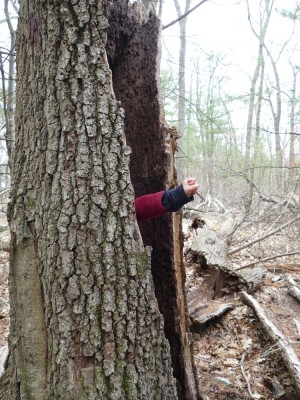 Elijah's hand sticking out of a cavity on a tree