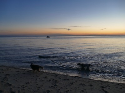 three dogs by the water at sunset
