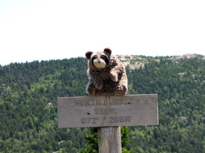 Washington racoon (a puppet) on top of the sign for the North Bubble summit