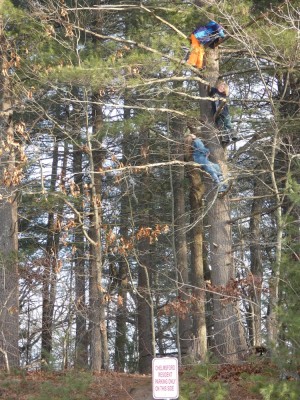 Elijah and other kids climbing high up in a white pine tree