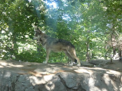 a Mexican gray wolf at the Stone Zoo