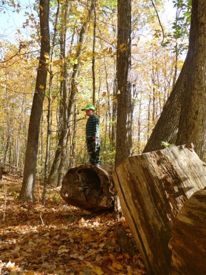 Elijah standing on a log in a yellow wood