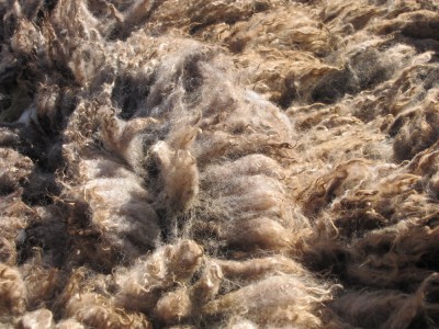 wool fresh off the sheep