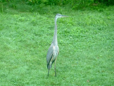 a great blue heron on our lawn
