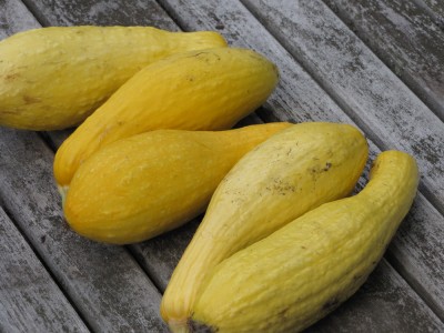 yellow squashes on the table