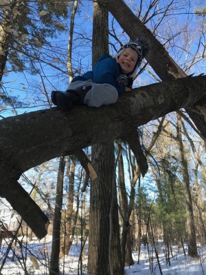 Zion climbing a partially fallen white pine