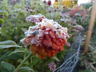 heavy frost on a fading zinnia